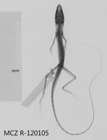 Media type: image;   Herpetology R-120105 Aspect: dorsoventral x-ray